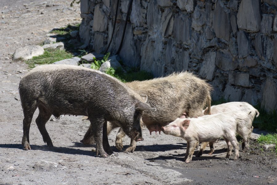 Cochons d'Ushguli, Svanétie