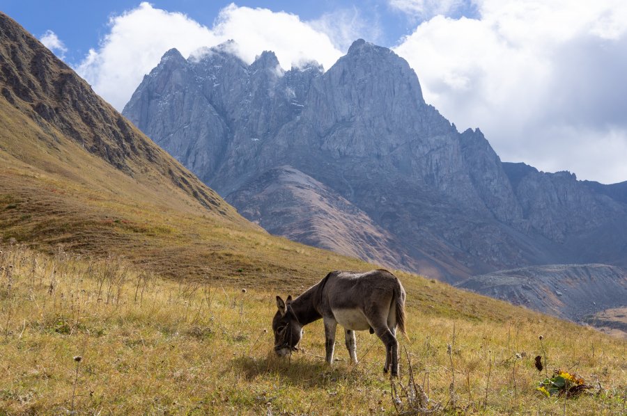 Âne devant le Mont Chaukhi, Géorgie