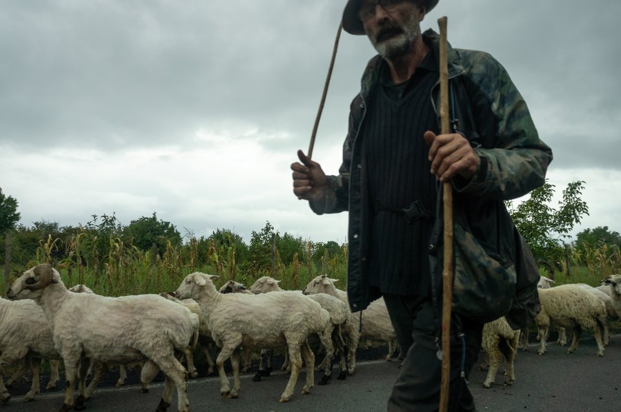 Berger et ses moutons en Géorgie