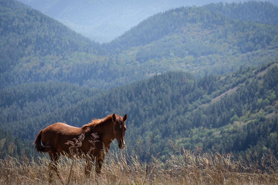 Cheval dans le parc national de Borjomi, Géorgie