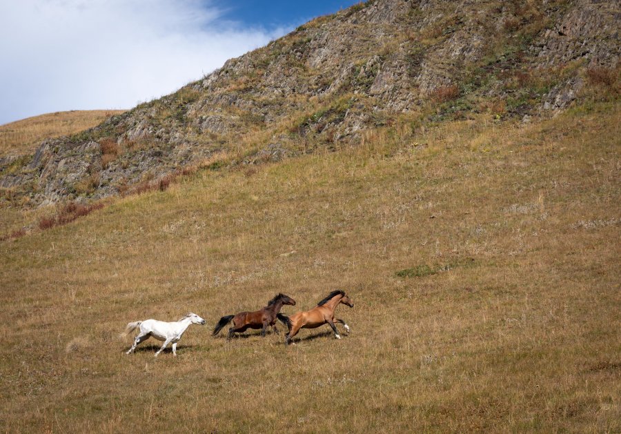 Cheveux dans les montagnes de Kazbegi, Géorgie