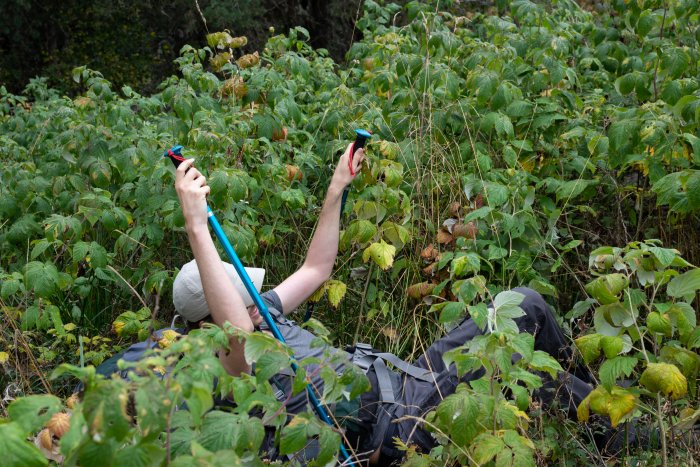 Chute dans les framboises sauvages