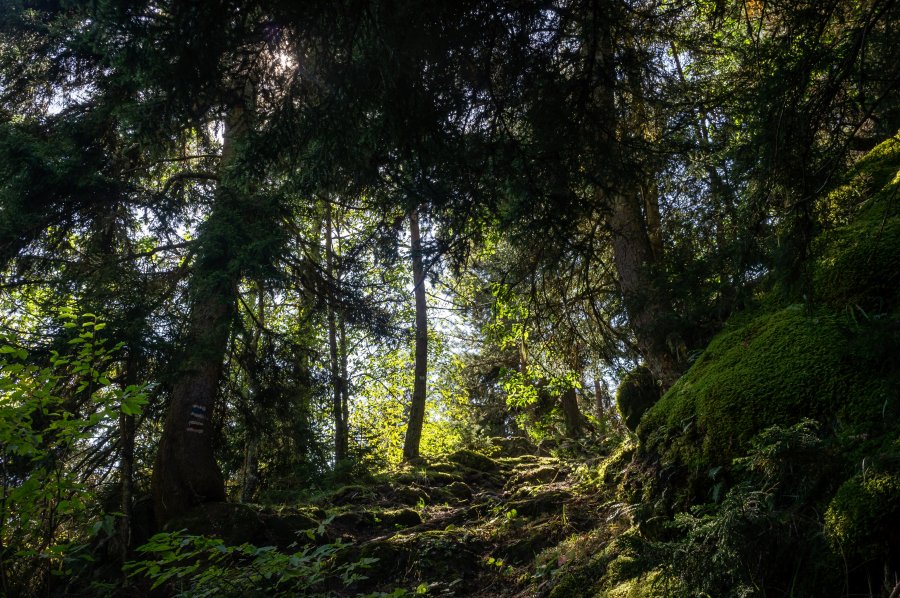 Forêt dans le parc de Borjomi, Géorgie