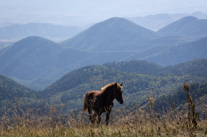 Poulain dans la montagne, Borjomi-Kharagauli