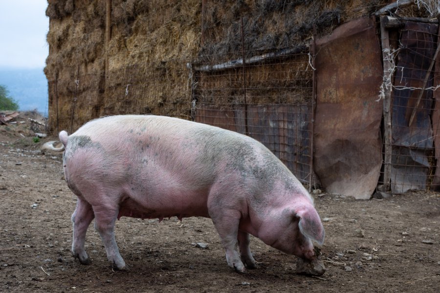 Gros cochon arménien