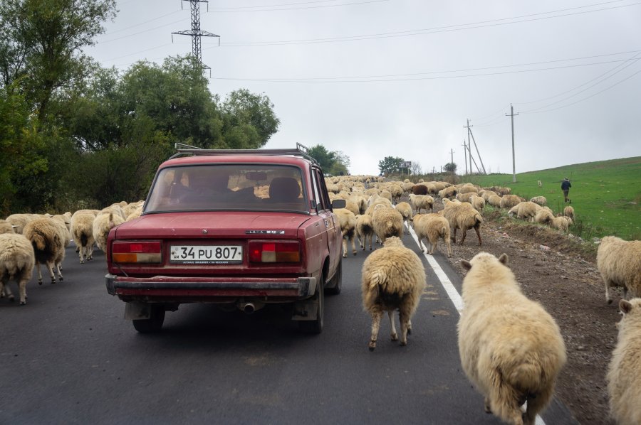 Lada au milieu des moutons en Arménie