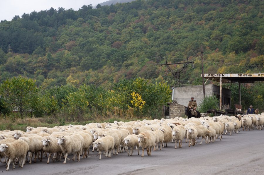 Troupeau de moutons à Goris, Arménie