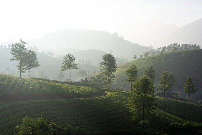 Lever de soleil à Munnar, Inde