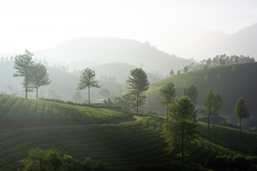 Lever de soleil à Munnar, Inde