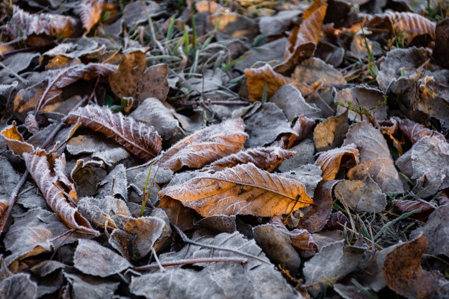 Feuilles givrées