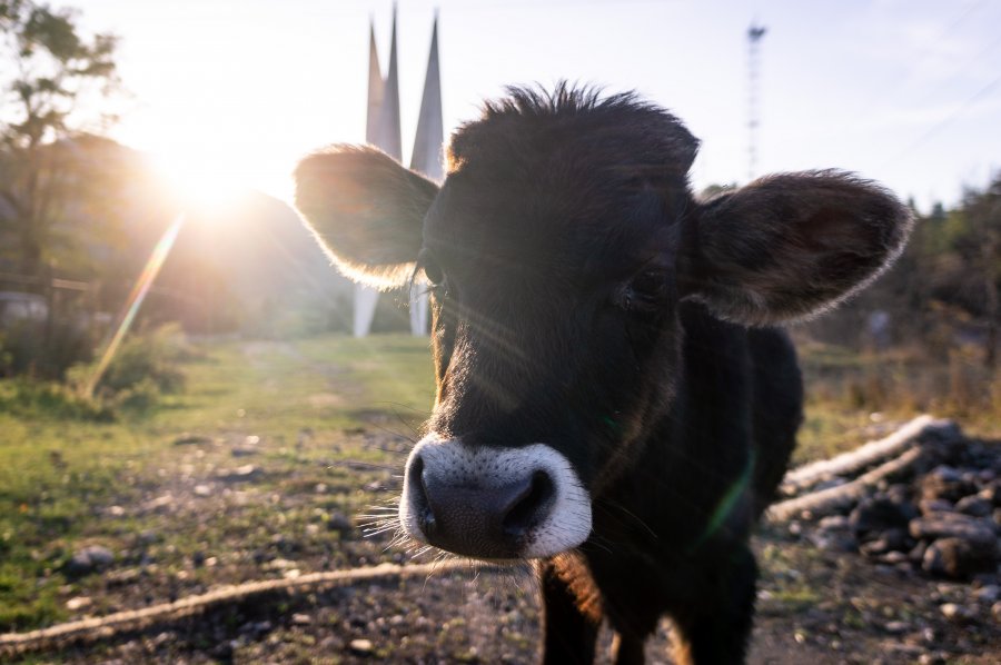 Vache arménienne