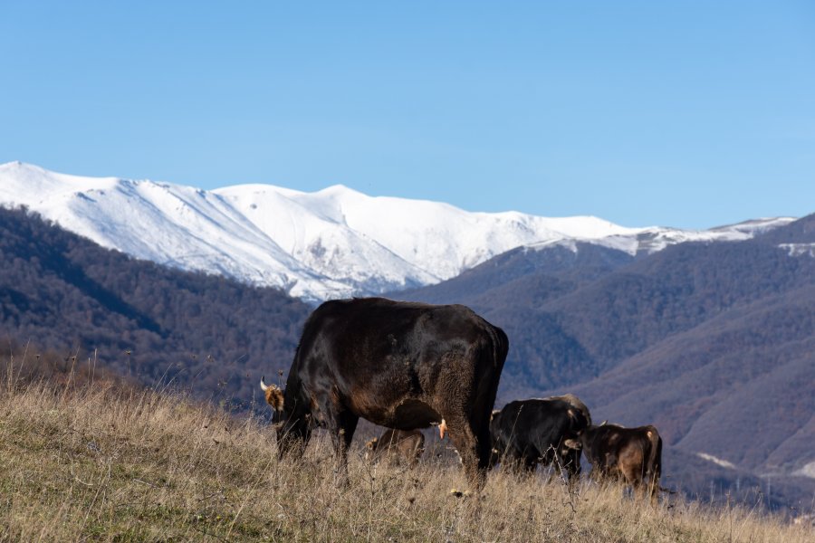 Vaches dans le parc national de Dilijan, Arménie