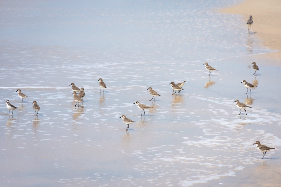 Petits bécasseaux sur la plage en Inde