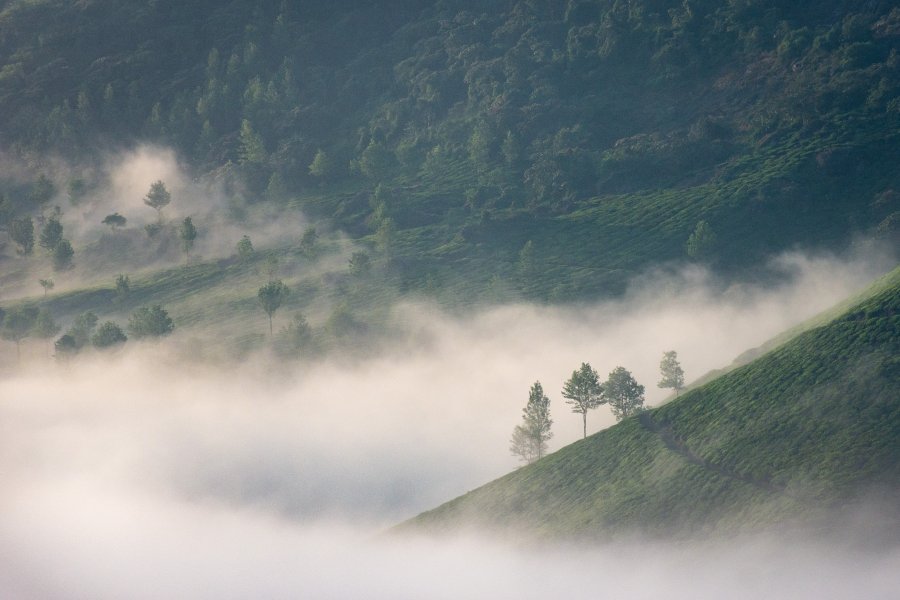 Brume matinale dans les montagnes de Munnar, Kerala, Inde