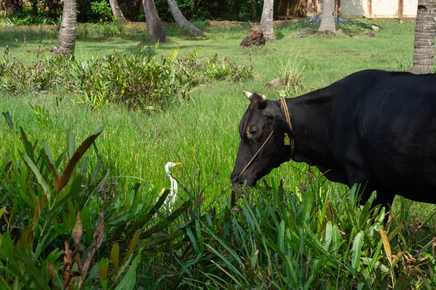 Buffle et son ami oiseau en Inde