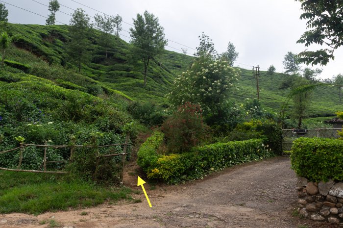 Chemin qui s'enfonce dans les plantations de thé depuis Munnar