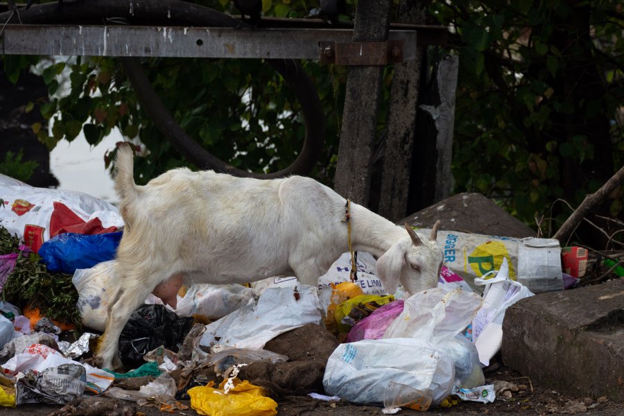 Chèvre et déchets plastique, Inde