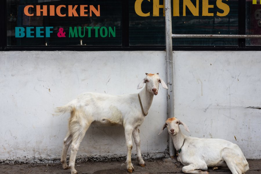 Chèvres à Cochin en Inde du sud