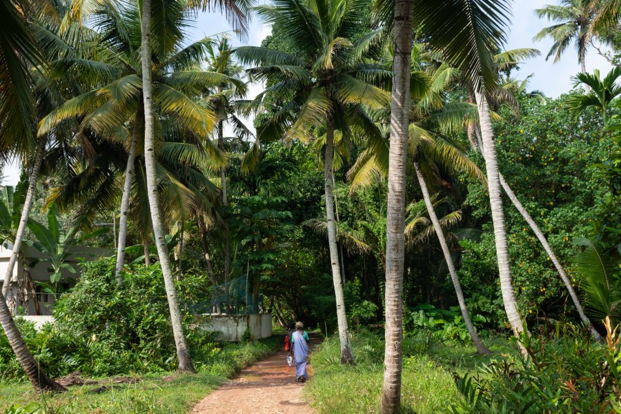 Cocotiers de Munroe Island