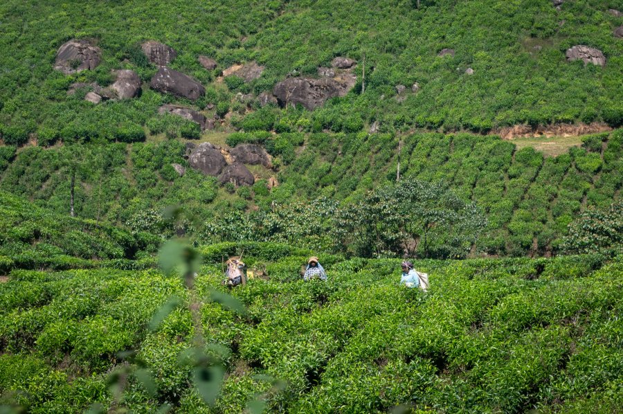 Cueilleuses de thé à Munnar, Inde