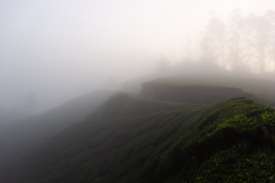 Randonnée au petit matin dans les plantations de thé de Munnar