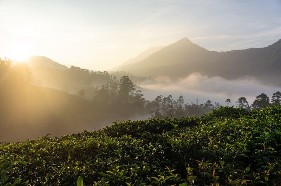 Lever de soleil sur les plantations de thé de Munnar, Kerala, Inde