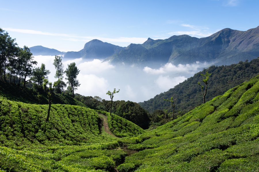 Top station : thé et montagne à Munnar, Inde