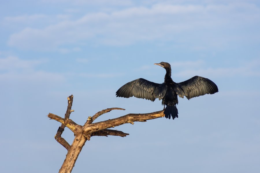 Oiseau qui sèche ses ailes