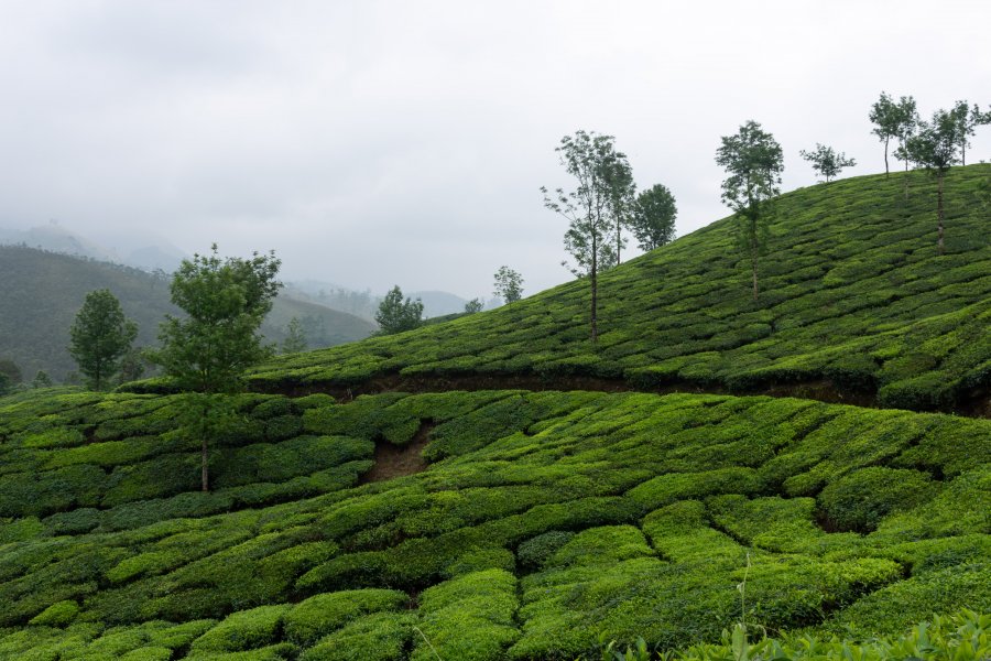 Plantations de thé de Munnar, Kerala, Inde