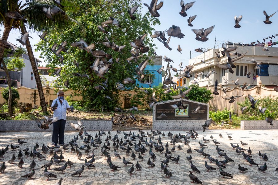 Pigeons dans le temple jaïn de Cochin, Kerala, Inde