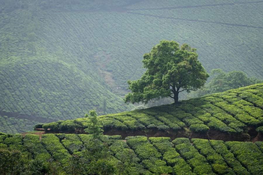 Plantations de thé de Munnar, Kerala, Inde
