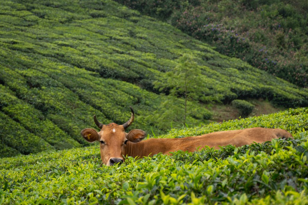 Voyage au Kerala itinéraire de 2 semaines et conseils Blog voyage