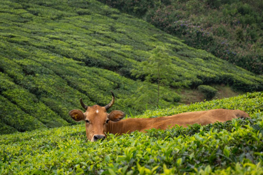 Vache dans une plantation de thé, Kerala, Inde du sud