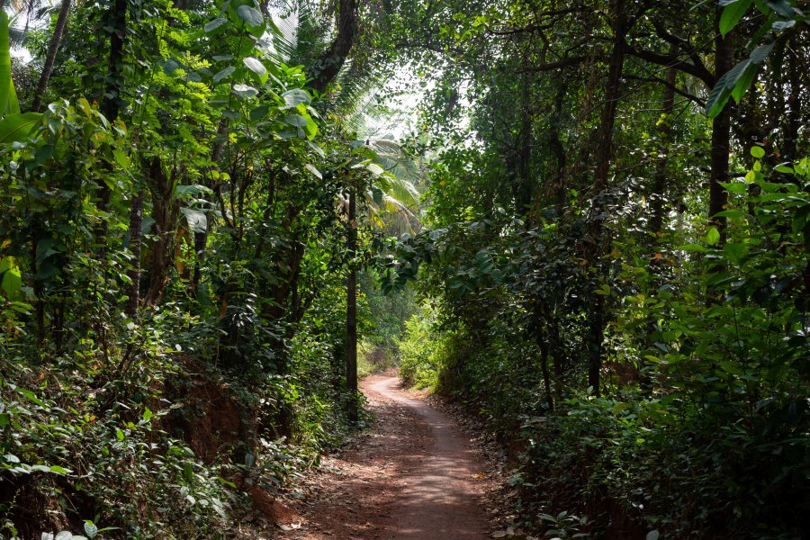 Village de Thottada, Kerala, Inde du sud