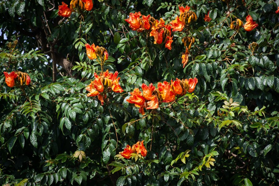 Arbres fleuris à Madikeri, Coorg, Karnataka