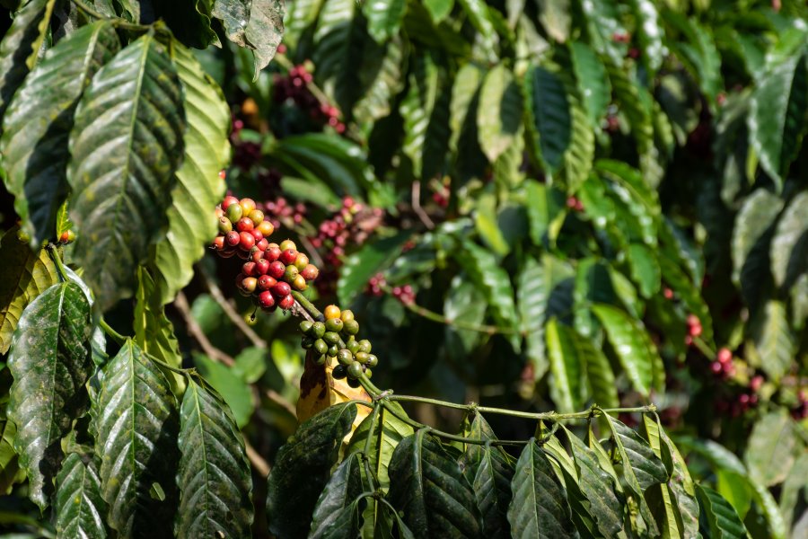 Caféier à Coorg, Karnataka, Inde