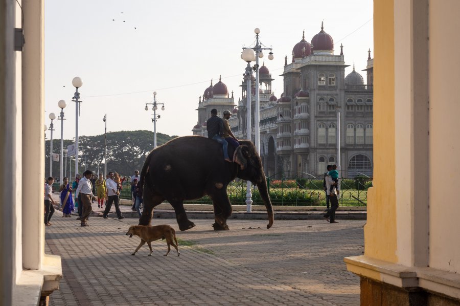 Éléphant dans le palais de Mysore, Inde