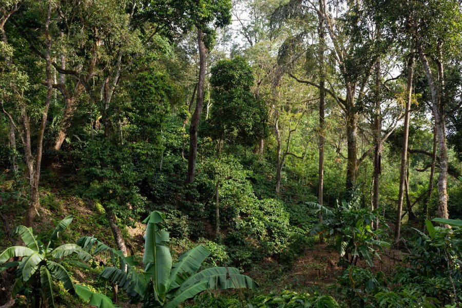 Plantation de café à Madikeri, Coorg, Inde du sud