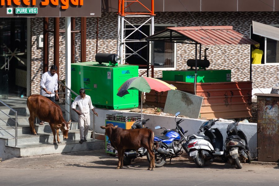 Vaches sacrées devant un restaurant en Inde