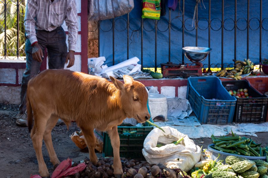 Veau voleur de haricots en Inde