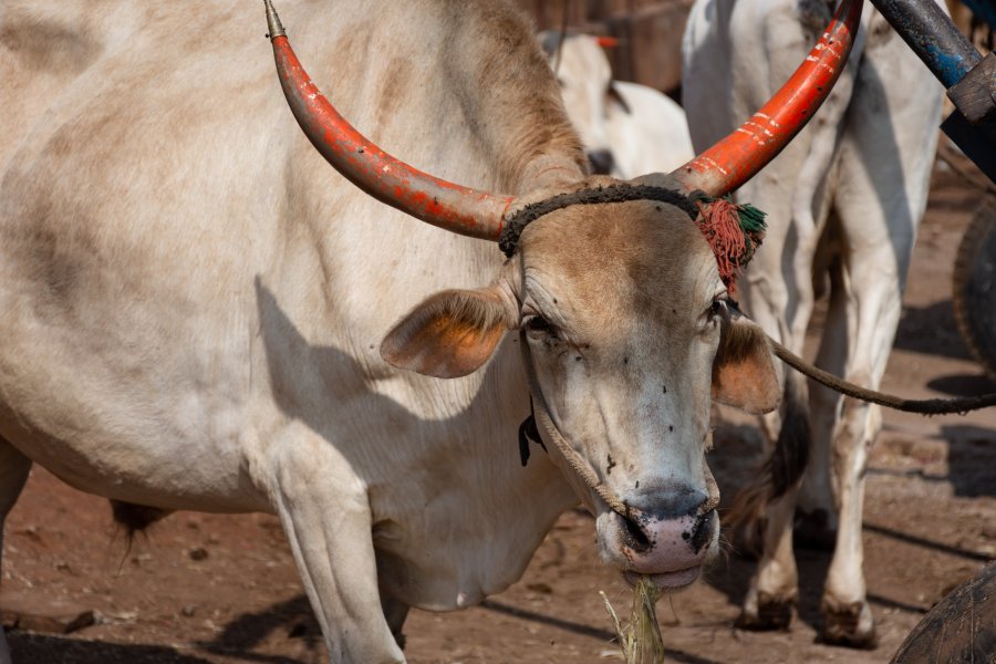 Buffle aux grosses cornes à Badami, Inde