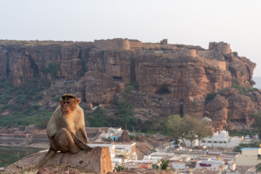 Singe à Badami, Inde