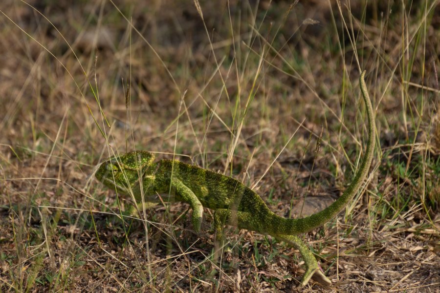 Caméléon près des ruines d'Hampi