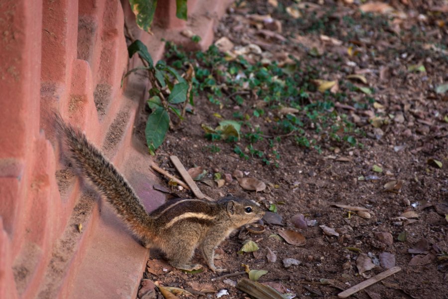 Écureuil à Bangalore en Inde