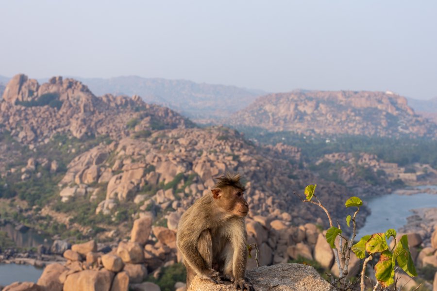 Singe sur la Matanga Hill à Hampi, Inde