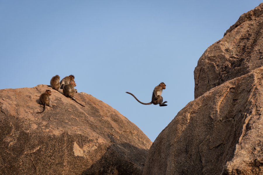 Singes sur les rochers d'Hampi, Inde