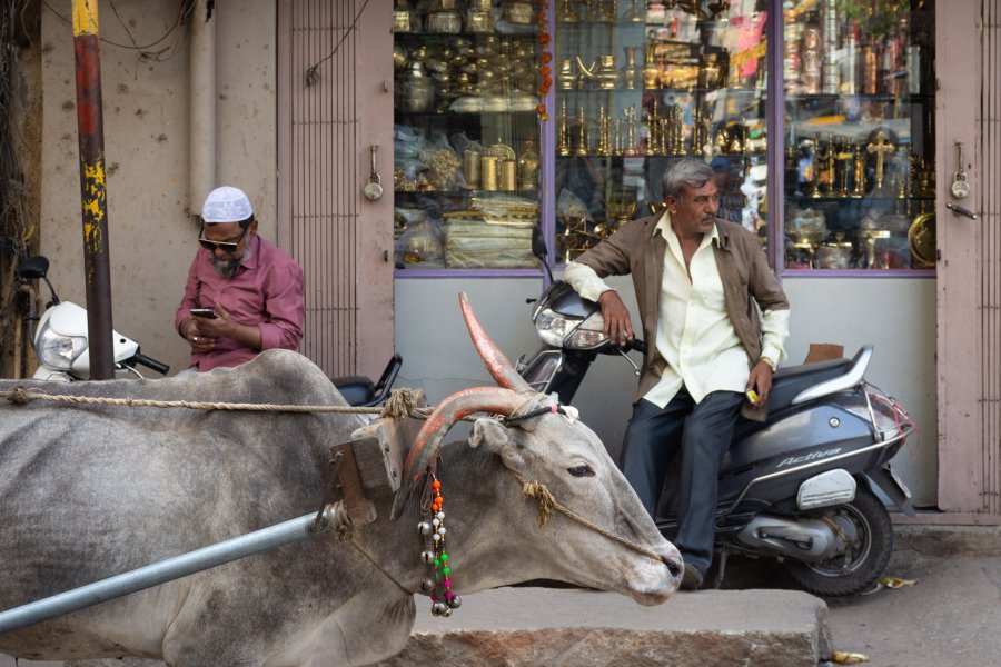 Vache dans une rue de Bangalore en Inde
