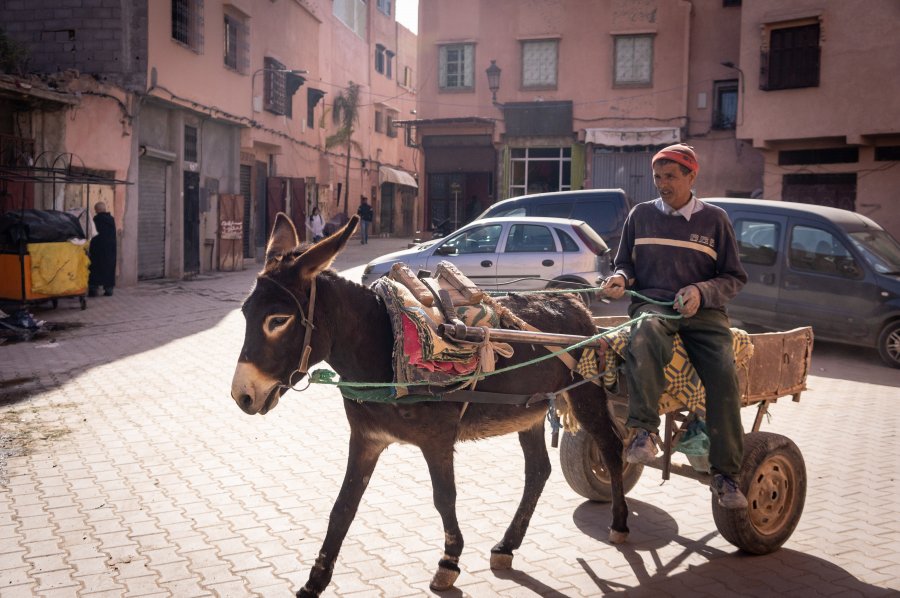 Âne dans une rue de Marrakech