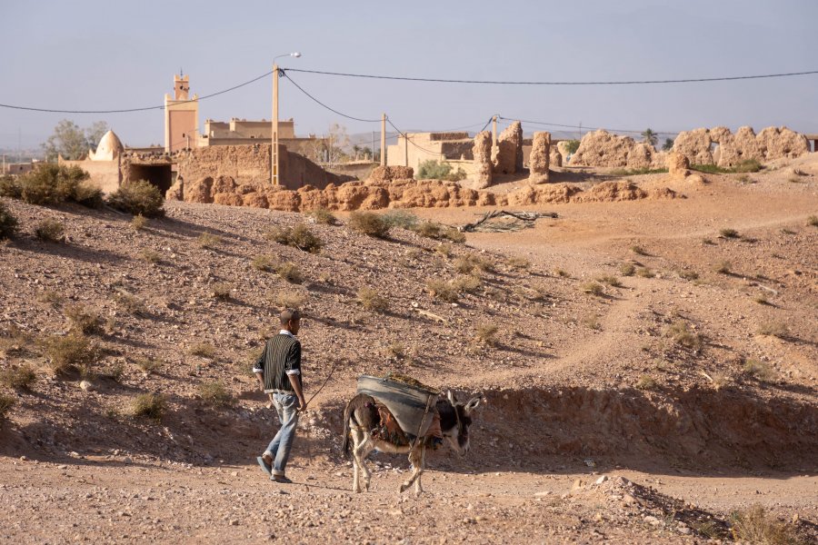 Âne marocain à Skoura