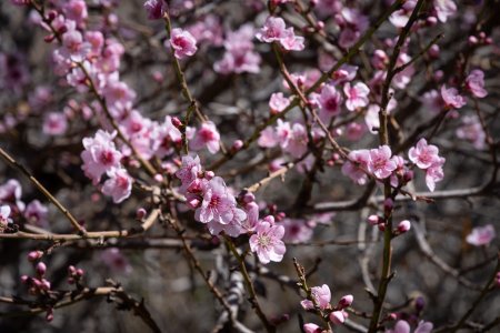 Arbre en fleurs